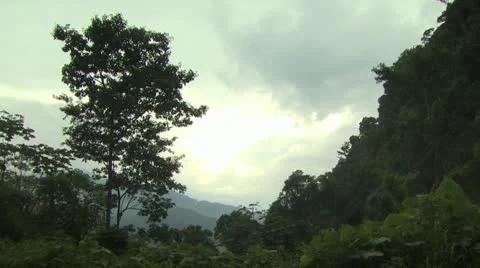 Amazon Rain Forest 스톡 동영상 19037913