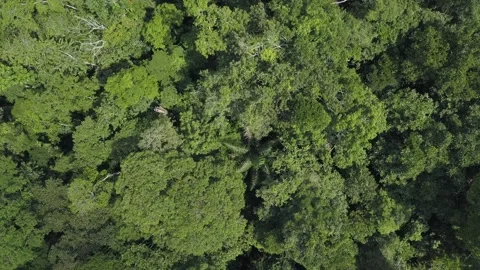 Amazon Rain Forest Stock Footage 219405665