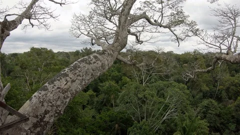 Amazon rain forest jungle view from high above canopy trees. Puerto Maldonado Stock Footage 94086008