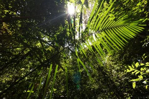 Amazon rain forest from within shadows son Stock Photos
