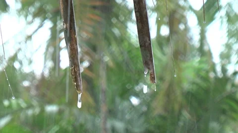 Amazon rain zooms out Stock-Footage 40990089