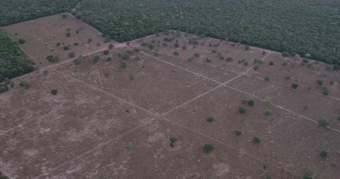 Amazon Rainforest Aerial close up move across area of deforested jungle Video stock 114226675