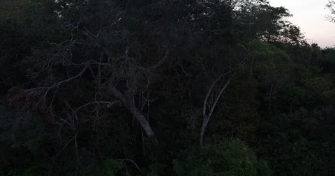 Amazon Rainforest Aerial move across treeline to reval vast jungle beyond Video stock 114226963