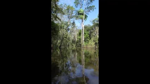Amazon rainforest beautiful landscape from boat sailing on the river. 4K Stock Footage 280205075
