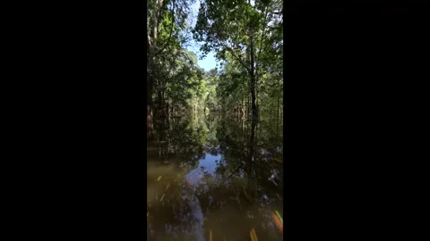 Amazon rainforest beautiful landscape from boat sailing on the river. 4K Stock Footage 280205076