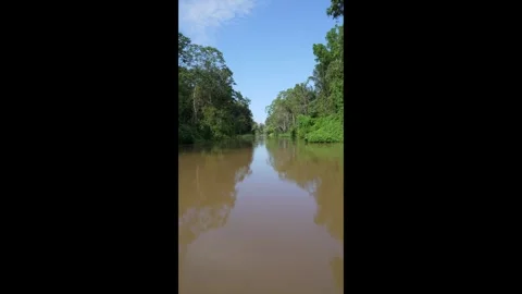 Amazon rainforest beautiful landscape from boat sailing on the river and forest Stock Footage 280205081