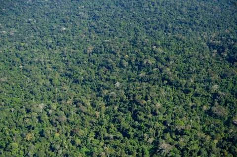 Amazon rainforest between Itaituba and Trairao aerial view Para Brazil South Stockfoto's