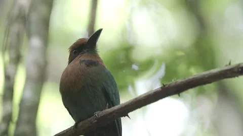 Amazon rainforest bird broad billed motmot turning head Stock Footage 249786897