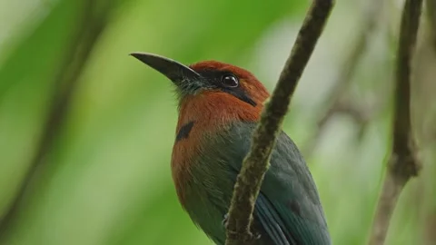 Amazon Rainforest Bird broad billed motmot head closeup Stock Footage 264978139