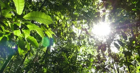 Amazon Rainforest, Brazil Stock Footage 54639286