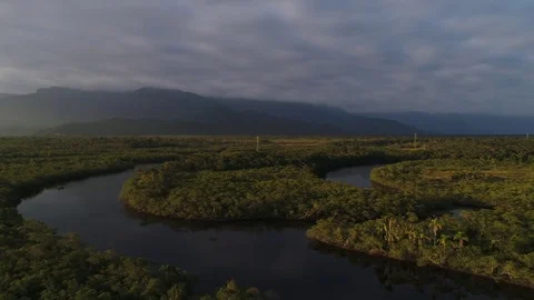 Amazon Rainforest in Brazil Stock Footage 79423459