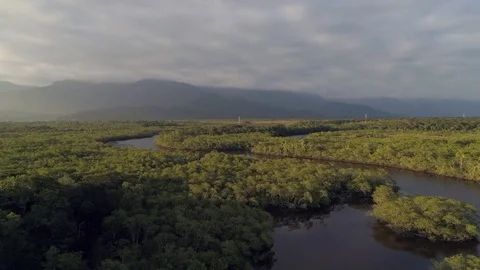 Amazon Rainforest in Brazil Stock Footage 79464400