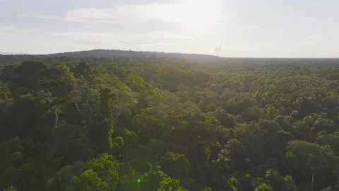 Amazon Rainforest Canopy Backlit by Sun in Tambopata, Peru, Aerial View Stock Footage 314319570