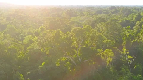 Amazon Rainforest Canopy Backlit at Sunset in Tambopata, Peru, Aerial View Stock Footage 314319459