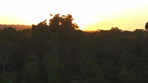 Amazon Rainforest Canopy Backlit by Sunset in Tambopata, Peru, Aerial Telephoto Stock Footage 314319575