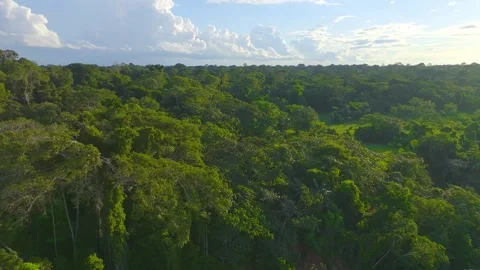 Amazon Rainforest Canopy with Clearing in Tambopata, Peru, Aerial View 스톡 동영상 314321162
