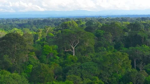 Amazon Rainforest Canopy with Emergent Trees in Tambopata, Peru, Aerial Stock Footage 314319772