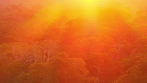 Amazon Rainforest Canopy Immersed in Sunset Light in Tambopata, Peru, Aerial Stock Footage 314320237