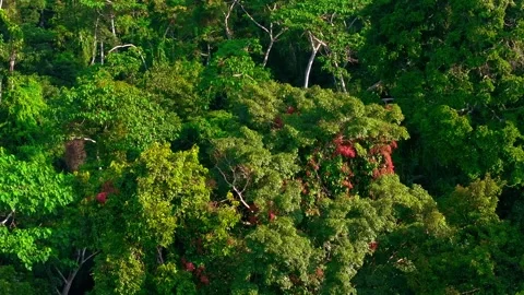 Amazon Rainforest Canopy with Red Flowering Tree, Aerial Telephoto, Tambopata, Stock Footage 314320155