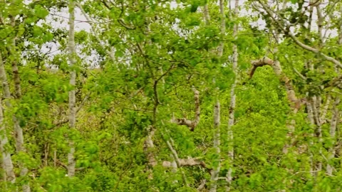 Amazon rainforest canopy spreading dense green foliage, revealing layered 스톡 동영상 308420566