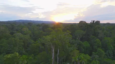 Amazon Rainforest Canopy at Sunset in Tambopata, Peru, Aerial Telephoto Stock Footage 314319613