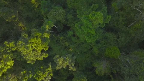 Amazon Rainforest Canopy Top Down View in Tambopata, Peru, Aerial Telephoto Stock Footage 314319616
