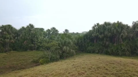 Amazon Rainforest Colombia Stock Footage 131275375