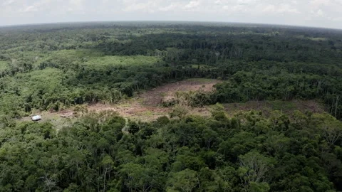 Amazon rainforest deforestation aerial view of illegal logging 스톡 동영상 335077831