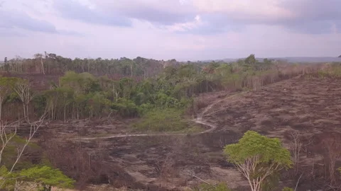 Amazon rainforest deforestation: farm burn forest for cattle pasture. Vidéo 130866553