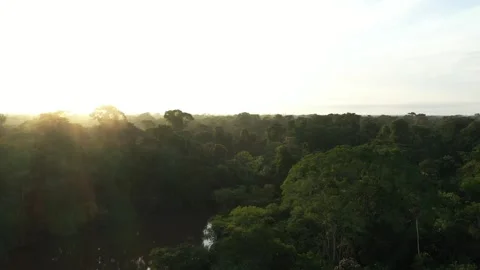 Amazon Rainforest Drone 4K (3) Stock Footage 300893399