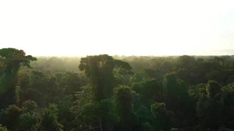 Amazon Rainforest Drone 4K (4) Stock Footage 300893273