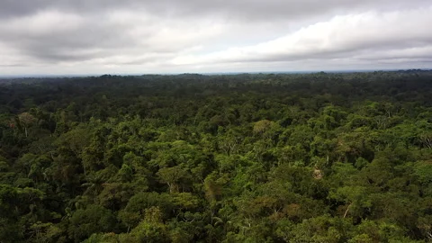 Amazon Rainforest Drone Scenery Stock Footage 247840322