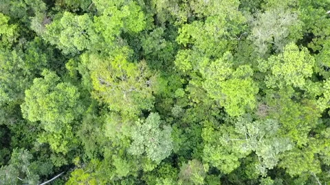 Amazon Rainforest Drone Shot Looking Directly Down and Tree Tops Stock Footage 136763087