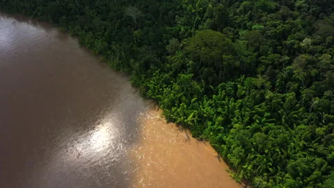 Amazon Rainforest in Ecuador Stock Footage 247808705