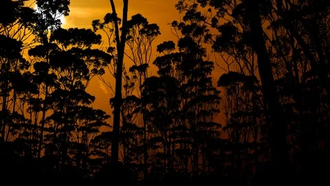 Amazon Rainforest on Fire, Amazonia at Sunset, Time Lapse Stock Footage 121457823