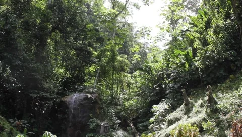 Amazon Rainforest Video stock 4808189