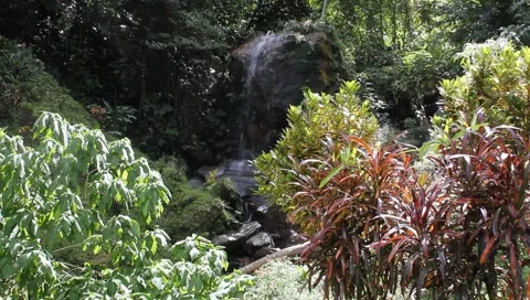 Amazon Rainforest Video stock 4808219