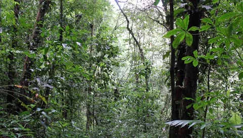 Amazon Rainforest Video stock 4808246