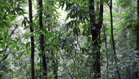 Amazon Rainforest Video stock 4808284