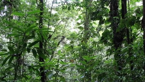 Amazon Rainforest Video stock 4808322