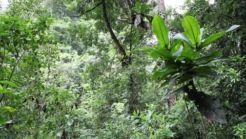 Amazon Rainforest Video stock 4808377