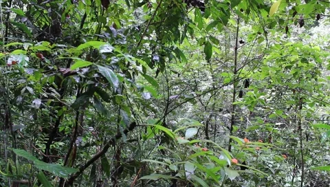 Amazon Rainforest Video stock 4808441