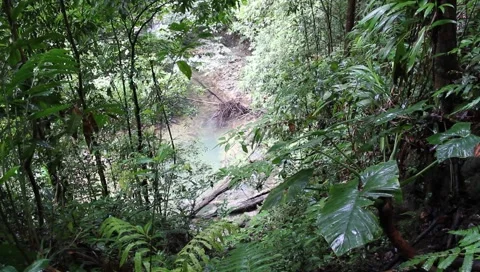 Amazon Rainforest Video stock 4808473