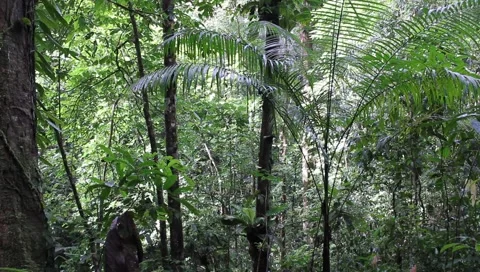 Amazon Rainforest Video stock 4808506