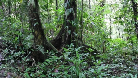 Amazon Rainforest Video stock 4808558