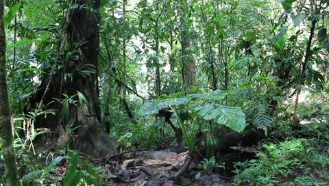 Amazon Rainforest Video stock 4808621