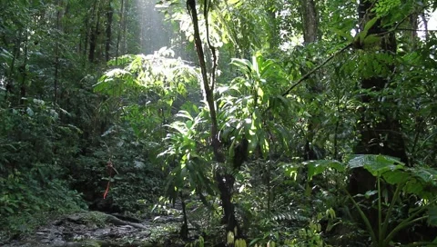 Amazon Rainforest Video stock 4808658