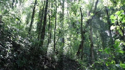 Amazon Rainforest Video stock 4808698