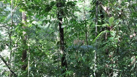 Amazon Rainforest Video stock 4808875