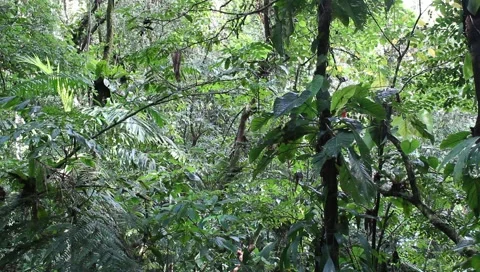 Amazon Rainforest Video stock 4808946